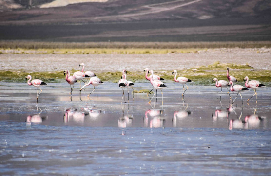 918������(�й���)�콢��